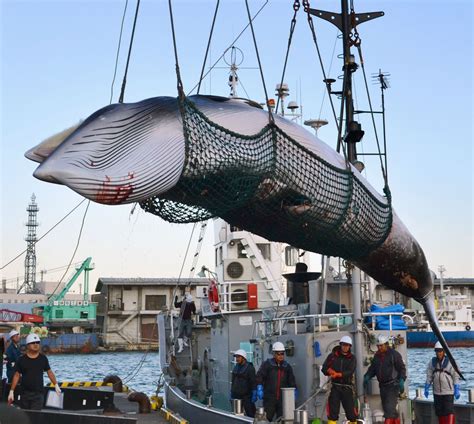 Japan To Resume Commercial Whaling But Not In Antarctic Ap News