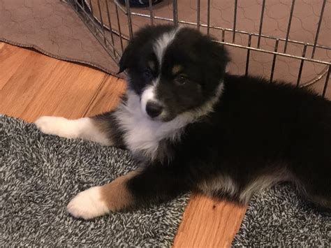 Miniature Australian Shepherd Puppies For Sale Huger Sc