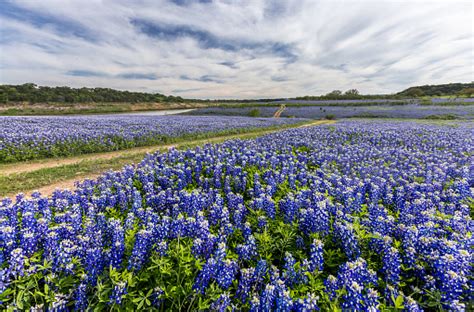 Large Texas Bluebonnet Field In Muleshoe Bend Austin Tx Stock Photo