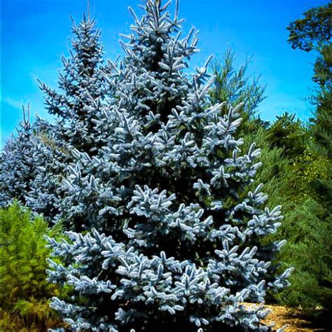 Hoopsii Blue Spruce Trees For Sale The Tree Center