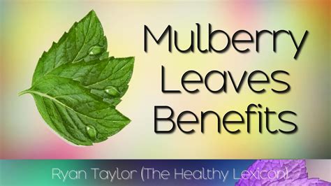 Mulberry Leaves Benefits Tea Youtube
