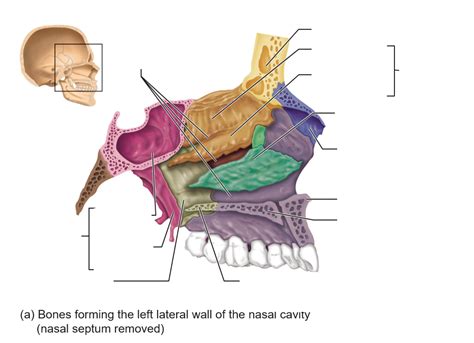 Ch 7 Bones Forming Left Lateral Wall Of Nasal Cavity Diagram Quizlet
