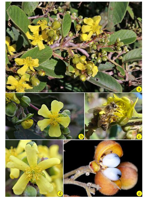 Davilla Elliptica A St Hil A Flowering Branch Note The Reddish And Download Scientific