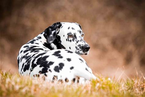 A senior dog deserves the best we can afford to give them, and this option is packed with nutrients and still very affordable. Best Dog Food for a Senior Dalmatian - Spot and Tango