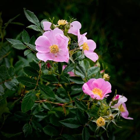 Wild Roses Beautiful Summer Floral