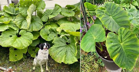 20 Big Leaf Plants In India Plants With Large Foliage • India Gardening