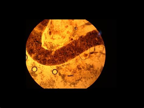 Trackside Science at Patron Hunt — Discover Your Next Favorite Indie