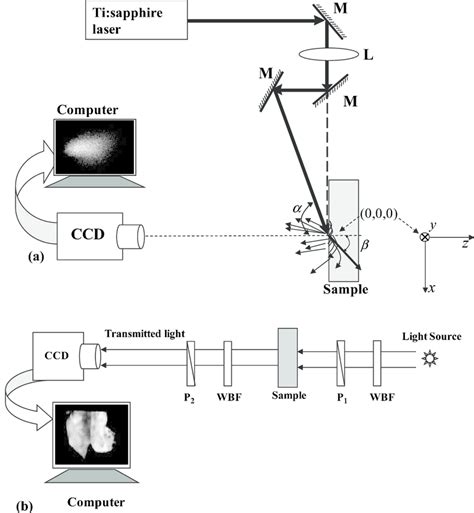A Schematic Diagram Of The Diffuse Reflectance Imaging Experimental