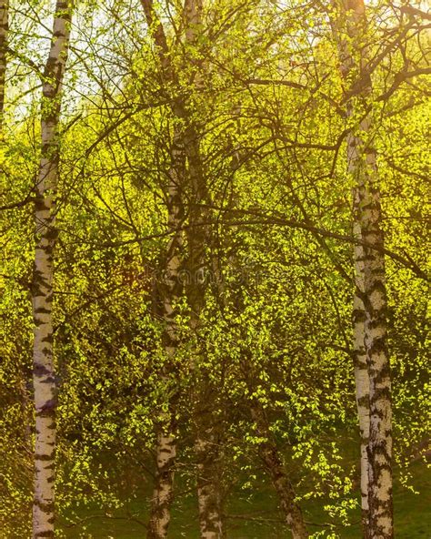 Sunset In A Spring Birch Forest With Fresh Leaves Stock Image Image