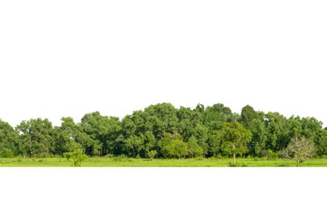 8400 Tree Line Isolated Stock Photos Pictures And Royalty Free Images