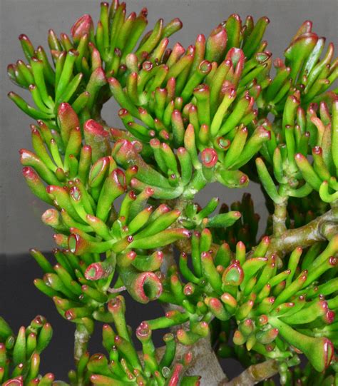 Crassula Ovata Coral Blumen Weyer