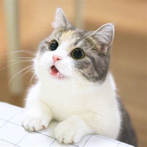 Hình ảnh Mèo Cute đáng Yêu ảnh Mèo Dễ Thương Iu Quá đi