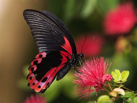 Amazing Nature Butterfly Wallpapers Top Free Amazing Nature Butterfly