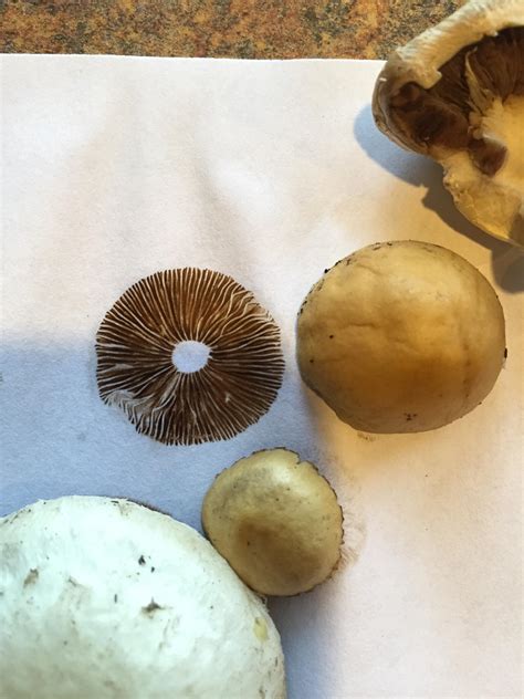 Id Request Eastern Oregon Psilocybe Azurescens Mushroom Hunting