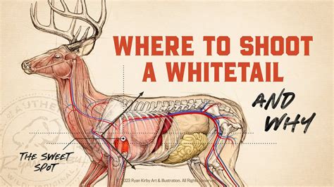 Whitetail Deer Anatomy Shot Placement YouTube