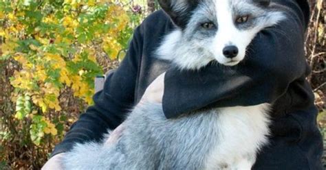 New Pet That I Definitely Need The Domesticated Silver Fox Marketed