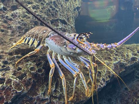 Caribbean Spiny Lobster Panulirus Argus Zoochat