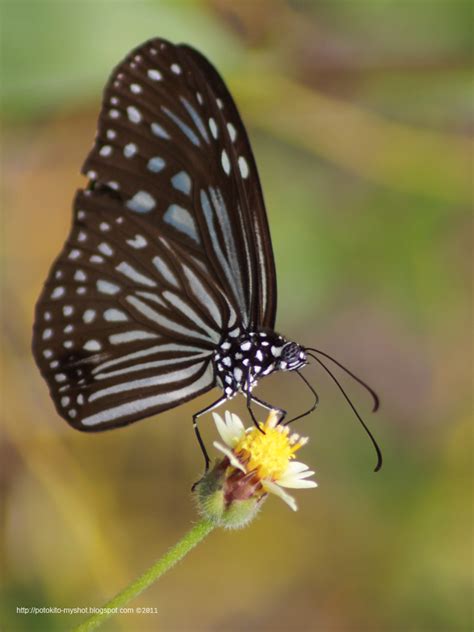 My Shot Gallery Of Bengkulu Dark Glassy Tiger Butterfly Parantica