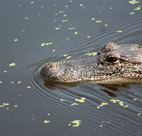 Jean Lafitte Swamp Tours Marrero All You Need To Know Before You Go