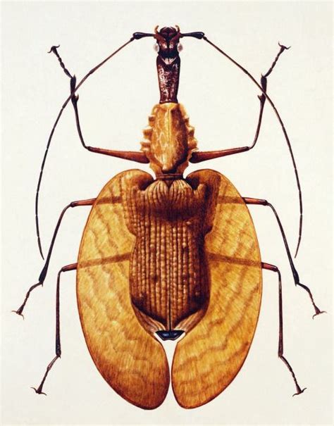 Scientific Illustration Scientific Illustration Insect Art Insects