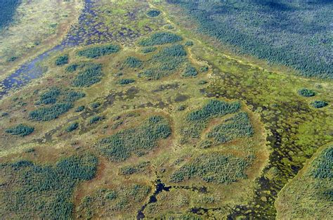 Fens Bogs And Peatlands 6 Million Acres Of Minnesotas Unsung