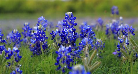 Bluebonnet Wallpaper 46 Images