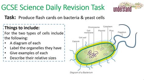 Gcse Science Daily Revision Task 4 Yeast And Bacteria Cells Youtube