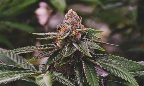 Gelato Cannabis Strain Information All You Need To Know
