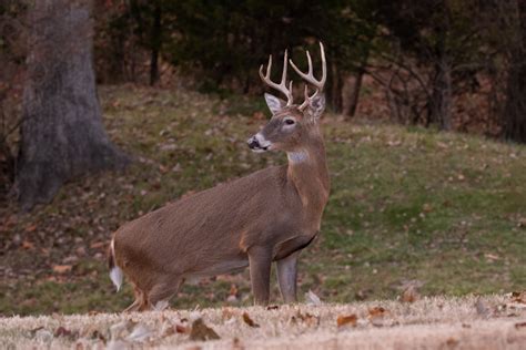 40 Deer 1 Horse Shot By Suspected Teenage Poachers In Wisconsin Wide