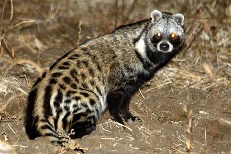 Interesting Things About African Civet Page 2 Animal Encyclopedia