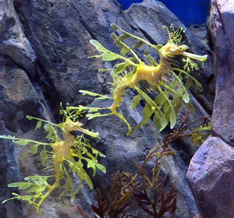 Syngnathidae Phycodurus Eques Leafy Seadragon Marine Animals Sea