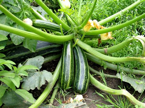 Maybe you would like to learn more about one of these? Zucchini HD Wallpapers