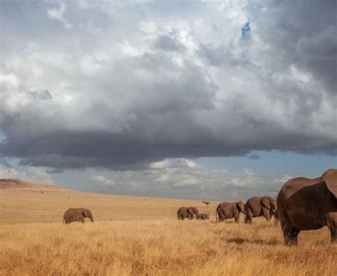 Kenya Masai Mara Big 5 Safaris And Masai Culture