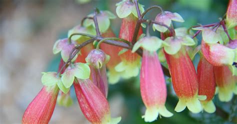 Kalanchoe Porphyrocalyx Care And Culture Travaldo S Blog