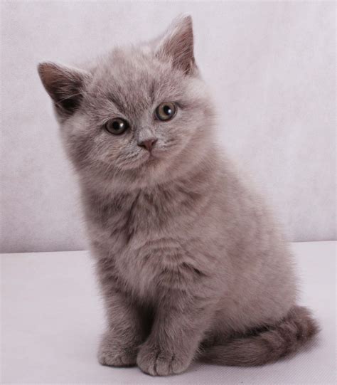 Lillac British Kitten British Shorthair Cats Lilac