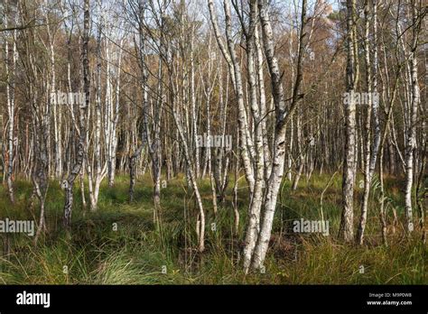 Moorlandscape In The Osterwald Forest With Downy Birches Betula