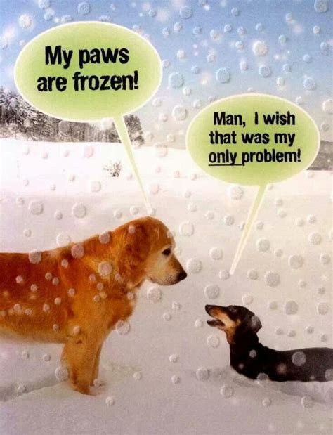 Doxie Snow Issues Funny Dachshund Funny Animals Dog Friends