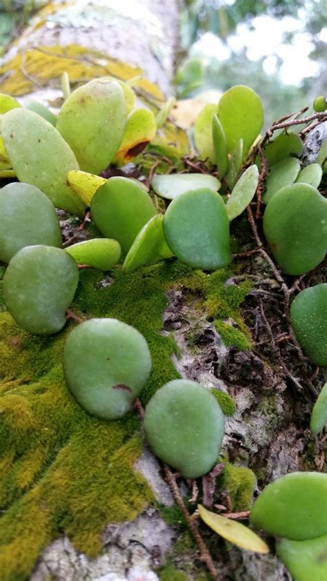 Paling baik simpan duit di tempat yang tak boleh guna kad untuk keluarkan duit. Warisan Petani: Pokok Duit-duit