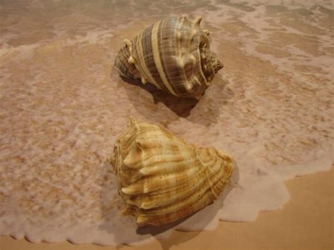 Seashells 2 Florida Crown Conch Seashells From Sanibel Island