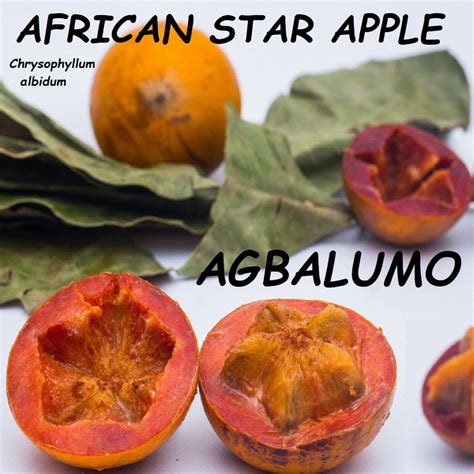 ~agbalumo~ chrysophyllum albidum african star apple fruit tree small potd plant plants seeds