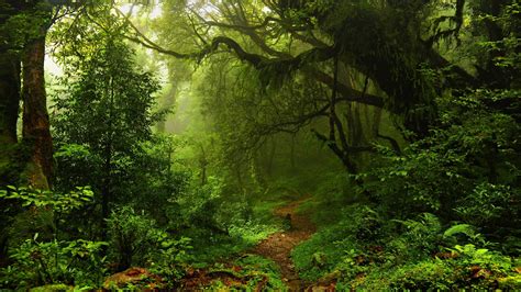 Green Thar 4k In Forest