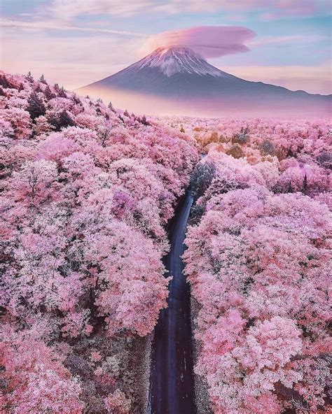 Mount Fuji And Cherry Blossom Surrounding Beautiful Nature Nature