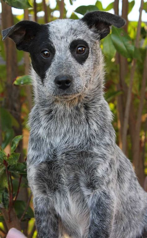 The blue merle border collies provided by rising sun farm are world class dogs that have gained international recognition for their performance. Australian Cattle Dog (Blue Heeler), Border Collie, Medium ...