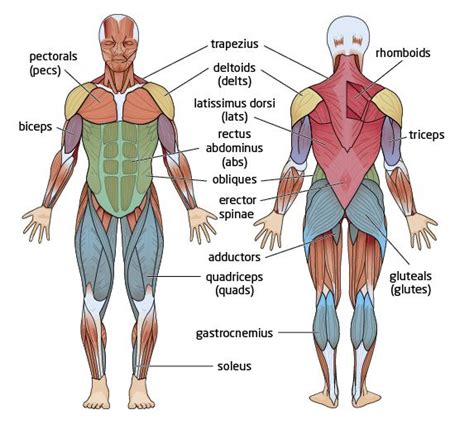 Major Muscle Groups Human Muscular System Muscular System Muscular