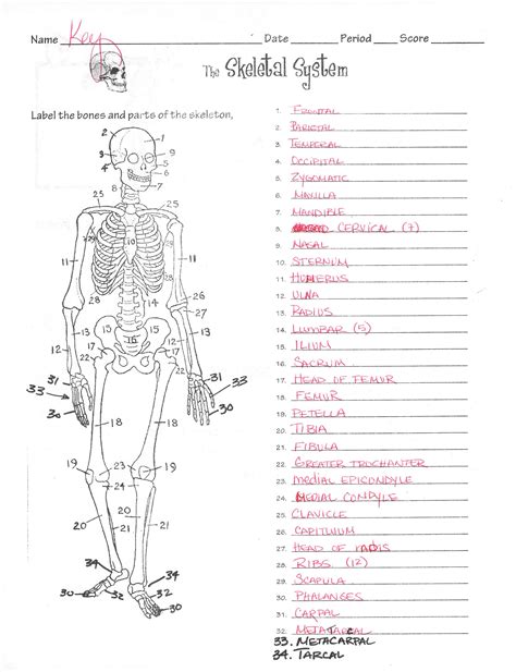 Worksheet Skeletal System Labeling Worksheet Grass Fedjp Worksheet Study Site