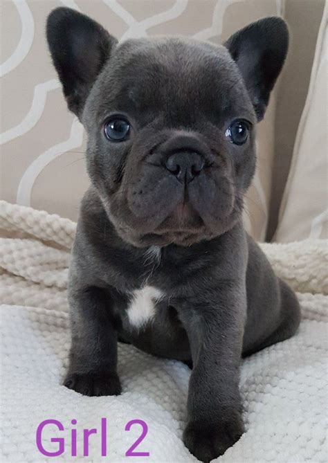 We bought boss for us. Beautiful Blue french bulldog puppies Girls ready now