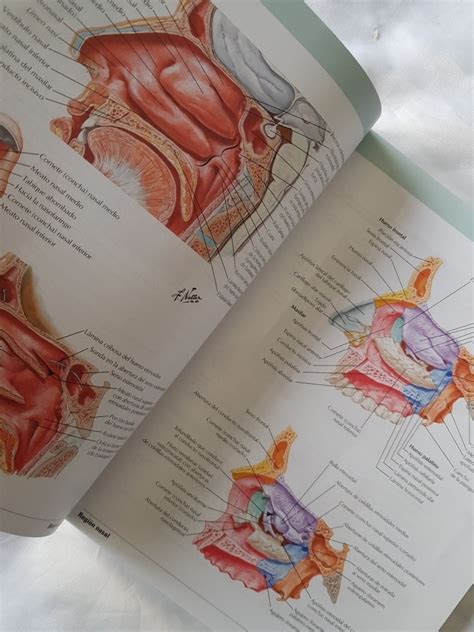Netter Atlas De Anatomía Humana 7ma Edición Elsevier 522000 En