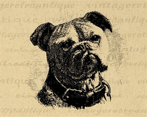 Printable Bulldog Graphic Dog Digital Image Illustration Etsy