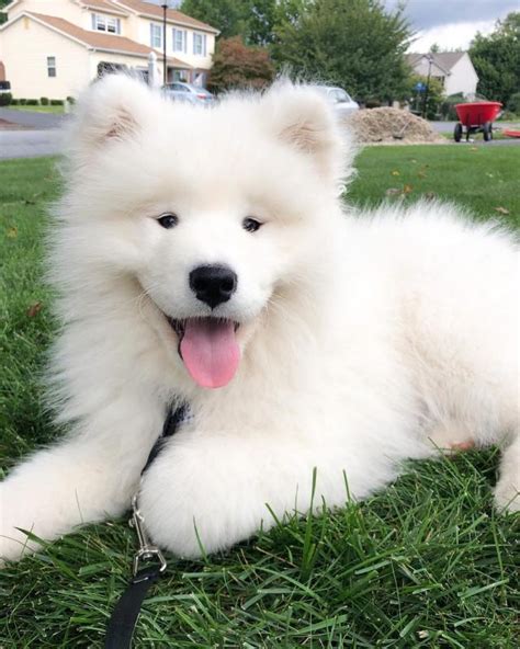 View Image 1 For Cute Samoyed Puppies Available Regina Eclassifieds 4u