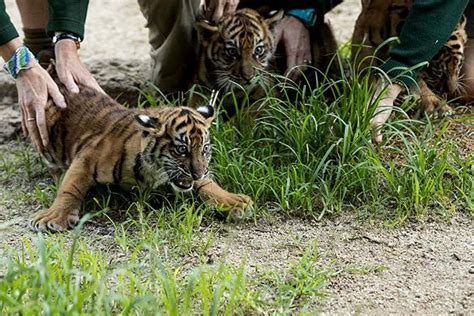 Sumatran Tiger Cubs Make Public Debut At Sydney Zoo